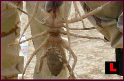 iraqi sand spider